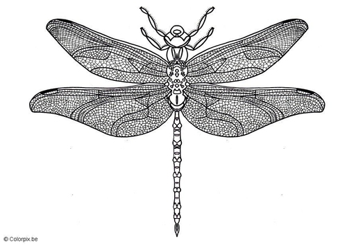 dragonfly