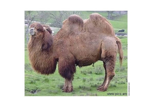 dromedary