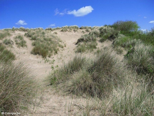 dunes