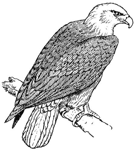 Coloring page Eagle