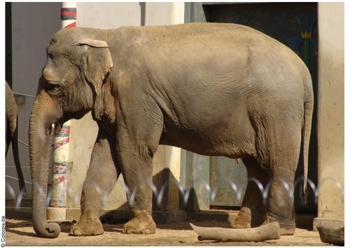 elephant