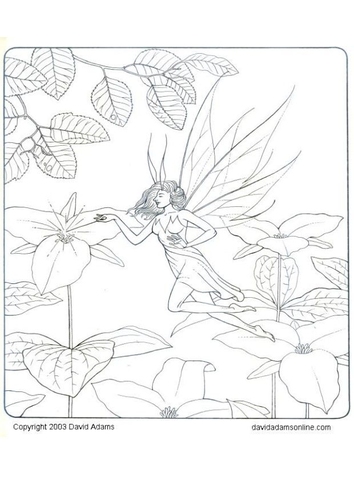 fairy
