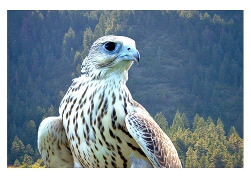 falcon