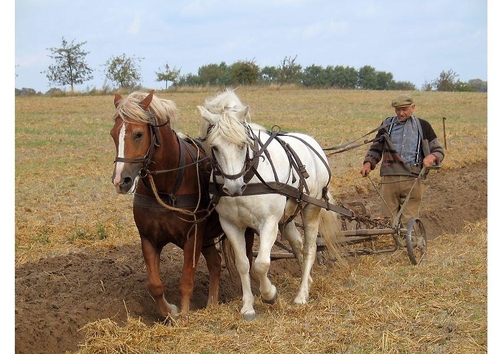 farmer
