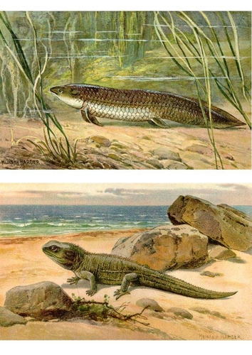 first animals ashore