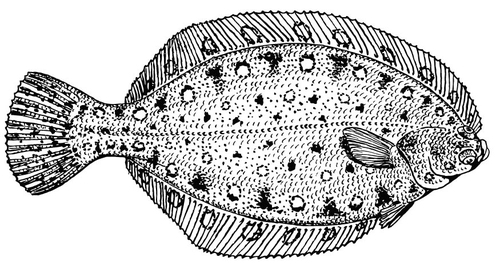 Coloring page flounder