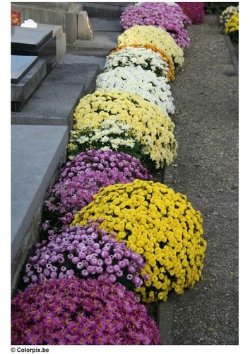 flowers in graveyard