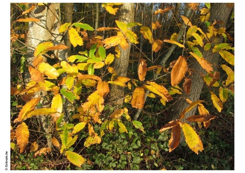 forest - autumn leaves