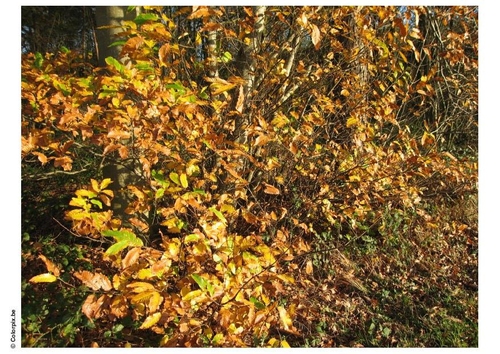 forest - autumn leaves