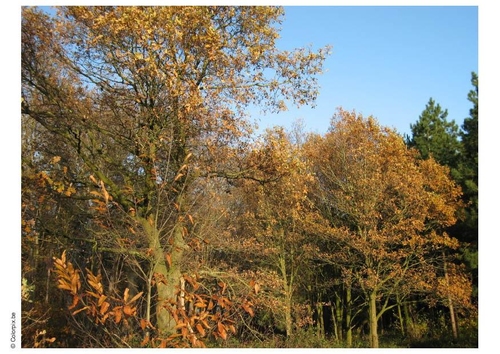 forest