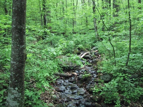 forest