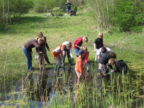 frog pond