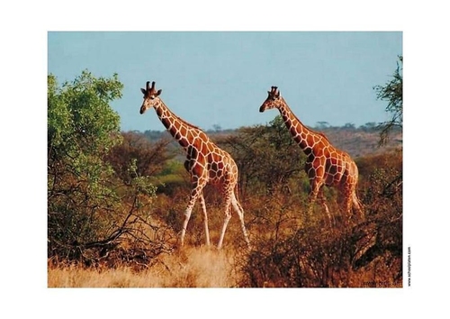 giraffe