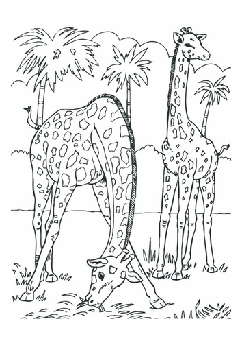 giraffes