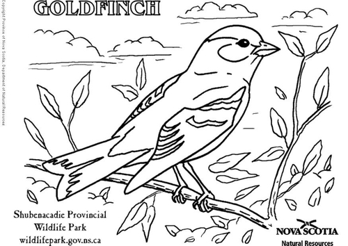 goldfinch