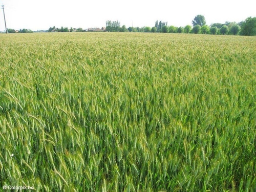grain field