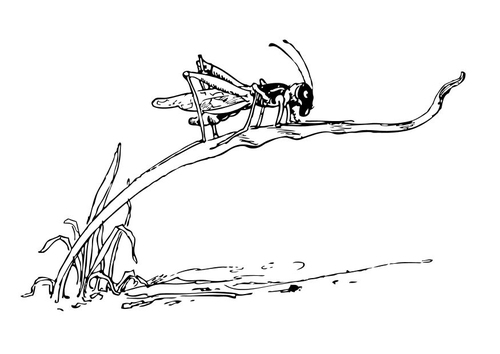 grasshopper