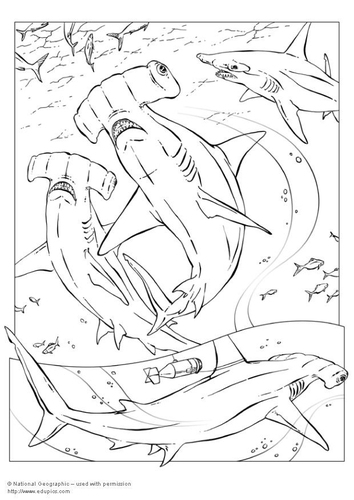 hammerhead shark