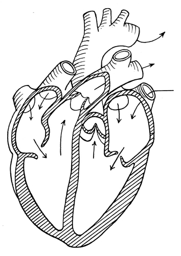 Coloring page heart