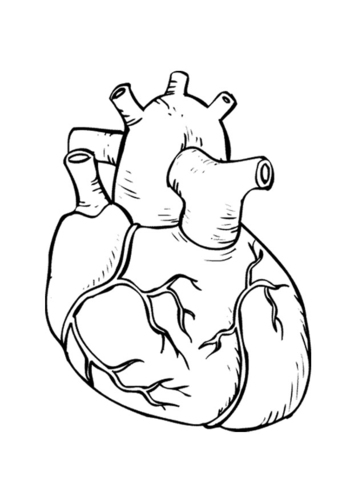 heart