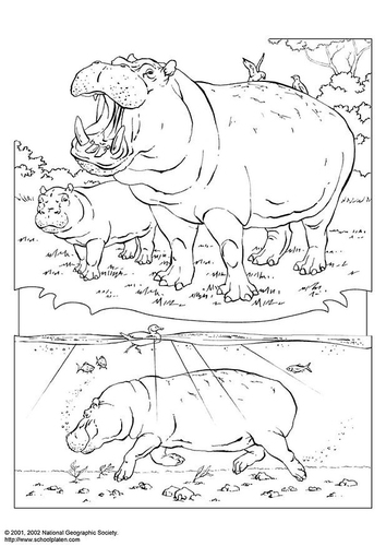 hippopotamus