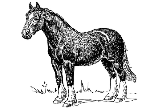 horse