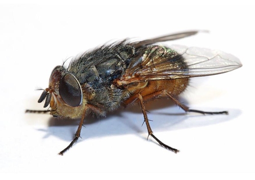 housefly