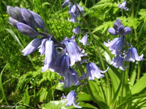 hyacinth 1