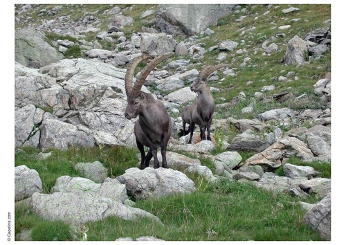 ibex