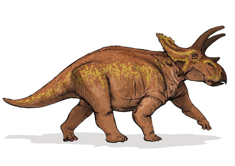 Image Anchiceratops dinosaur