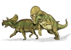 Images Avaceratops Dinosaur