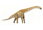 Images Brachiosaur