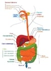 Images digestive system - French