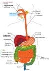 Images digestive system