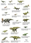 Images Dinosaurs (Basal Ceratopsia)