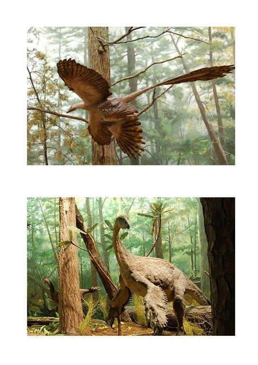 Image feathered dinosaurs