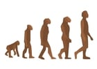 Images human evolution