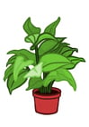 Images indoor plant
