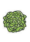 Images lettuce