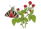 Images rasberries with butterfly