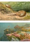 Images sea animals