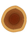 Images tree rings