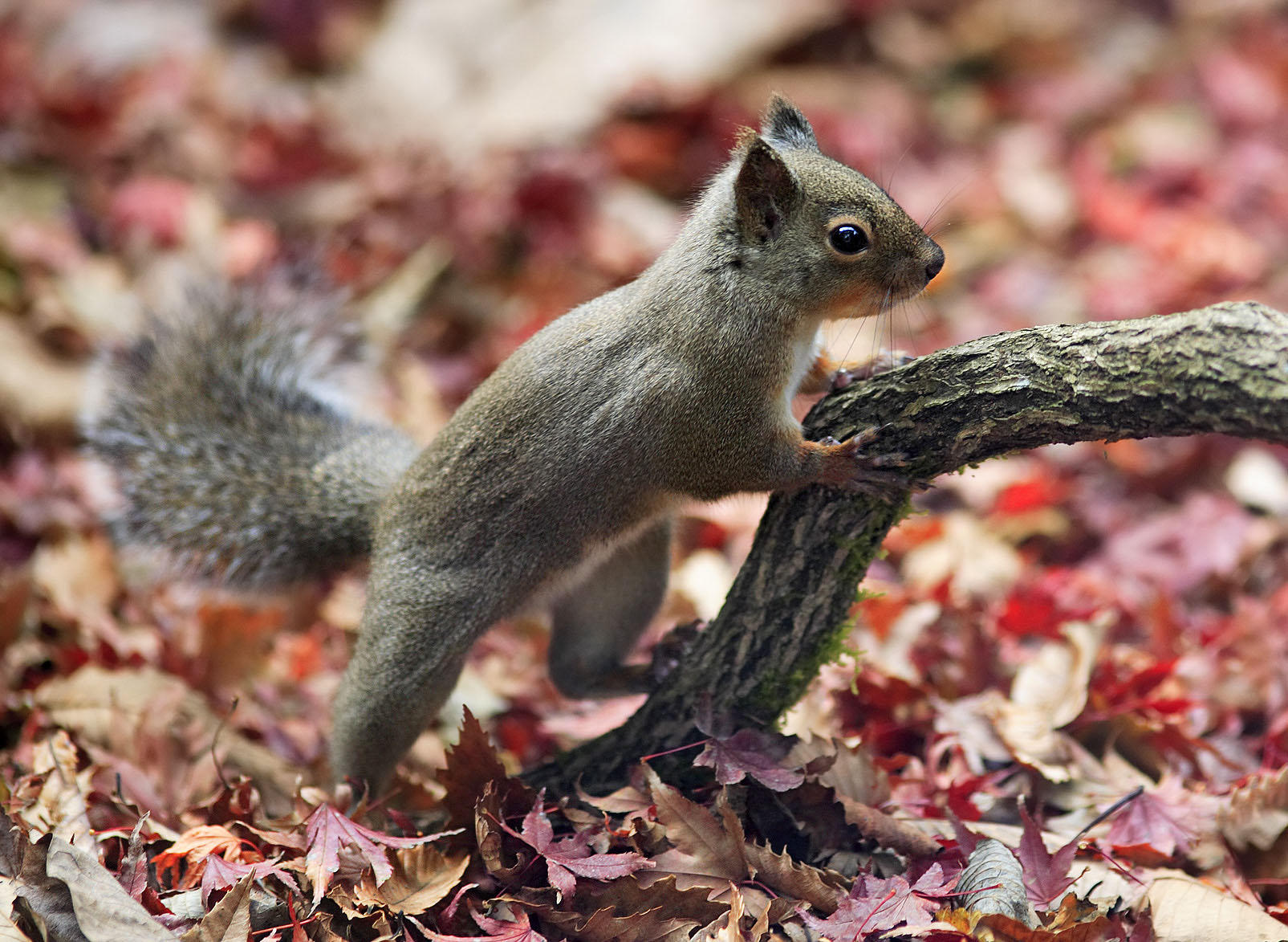 japanese squirrel Photo japanese squirrel