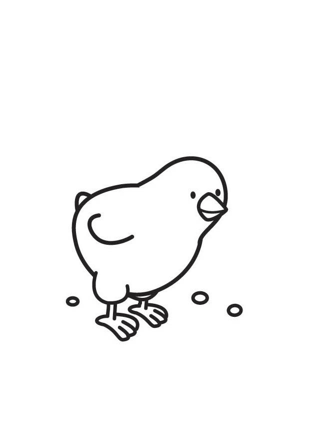 chick Coloring page chick