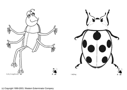insects