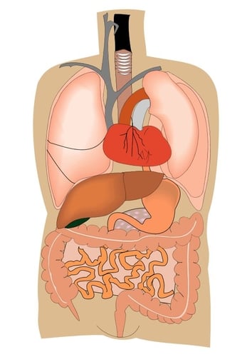organs in human body. Category #39;Human body#39;