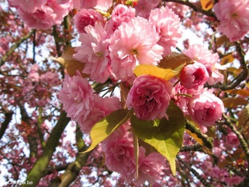 cherry tree. Photo japanese cherry tree