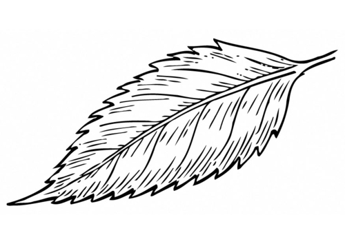 leaf
