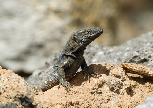 Photo Lizard