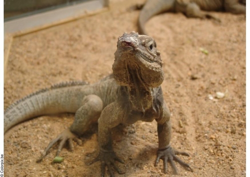 lizard